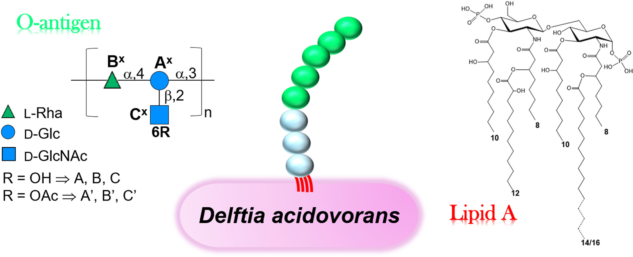 IPCB graphical abstract