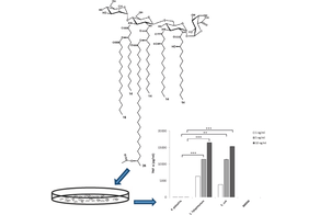 graphical abstract