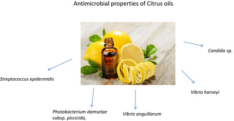 IPCB graphical abstract