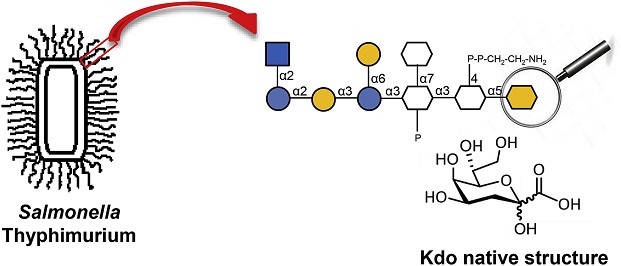 IPCB graphical abstract