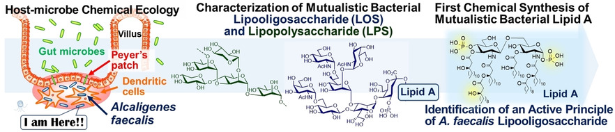 IPCB graphical abstract