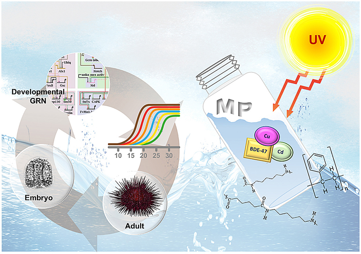 IPCB graphical abstract