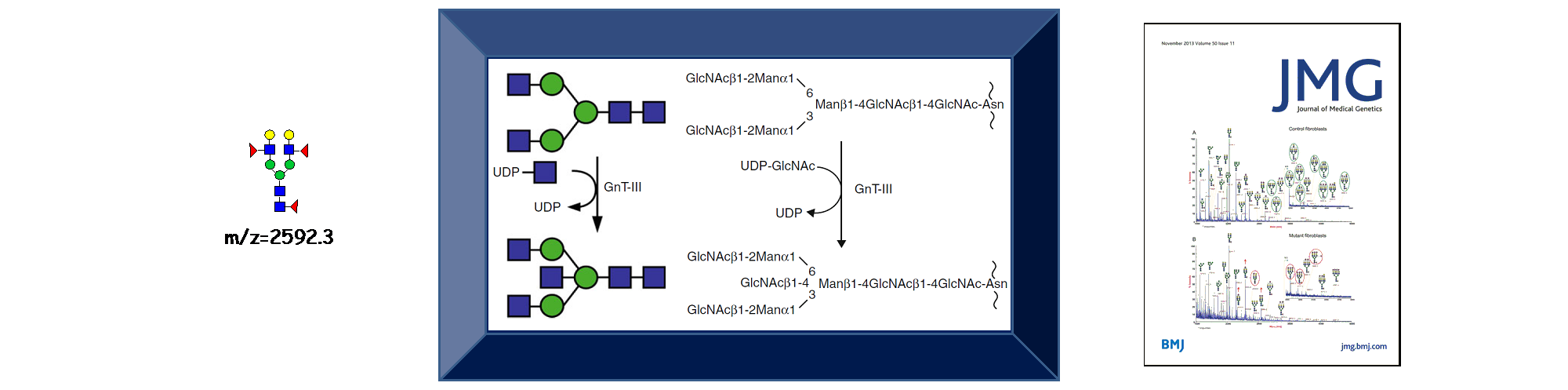 IPCB Catania research:  N-Glycomics in human health and diseases